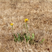 myriams-fotos-drought-3589606 (Mittel)