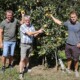 v.l. Werner Paar, Florian Taucher und Martin Pfeifer in einer Obstanlage von Martin Pfeifer